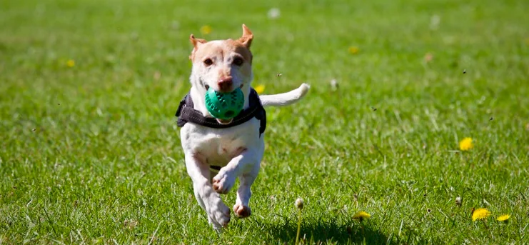 Cani, attenzione alle spighe